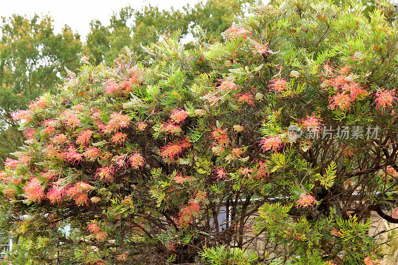 Grevillea Banksii /红色丝滑橡木花